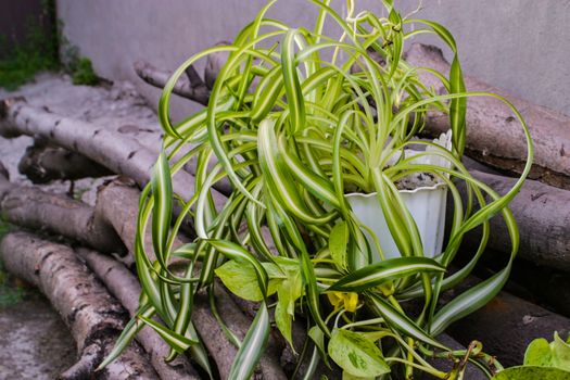 chlorophytum comosum, spider plant and a branch of scindapsus on woods