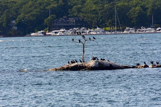 Cormorants bask on a small island sitting on a dry tree and on stones opposite the parking lot of boats and yachts
