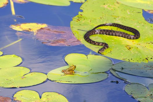 A water snake crawls on a water lily leaf on a lake to a green frog basking in the sun