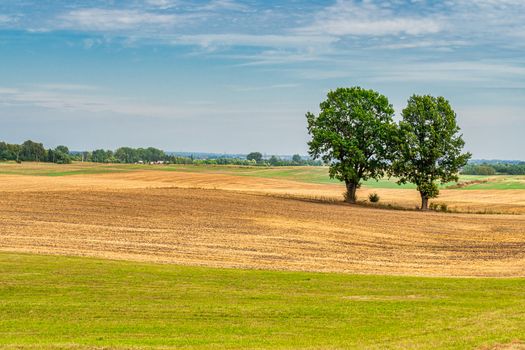 Cultivated Land in The Countryside on a Summer Evening With Blue Sky.