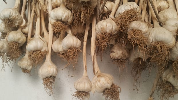 Garlic is aromatic and flavorful herb for consumption and use in spices and for medicinal purposes. Close-up view of dry garlic bulbs background.