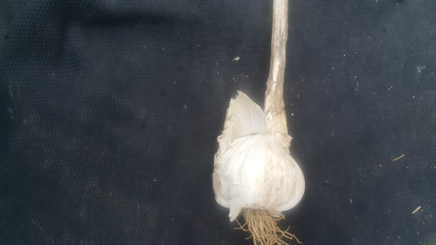 Garlic is aromatic and flavorful herb for consumption and use in spices and for medicinal purposes. Close-up view of dry garlic bulbs background.