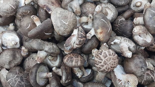 Closeup view of big pile of fresh harvested mushrooms. Food background of mushrooms in market for sale. A Vegetables background