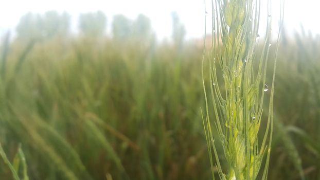 Closeup view of barley spikelets or rye in barley field. Green dried barley focused in large agricultural rural wheat field.