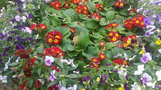 Closeup view of colorful flowers with green leaves in the background in spring season