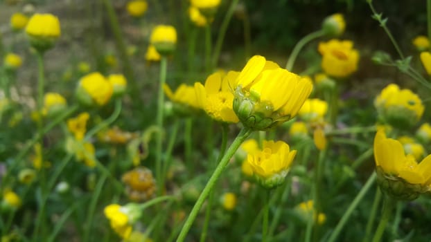 Closeup view of lovely yellow flower against a green leaves blurred background. This flower is found in South Korea.