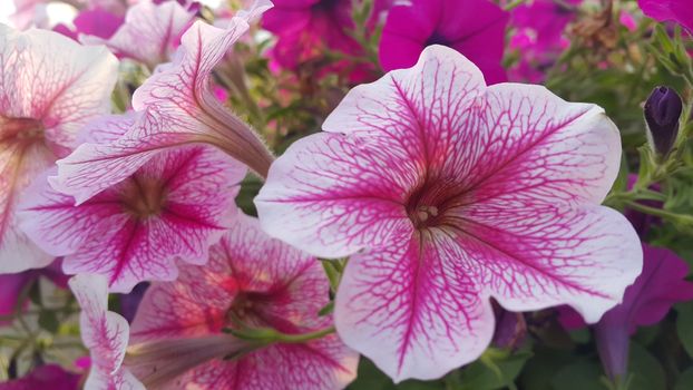 Close up view of several pink flowers with pink petals in spring season. A flower background for text and love messages