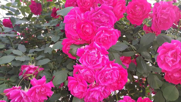 Closeup with selective focus on red rose flower with stamens and green leaves in background