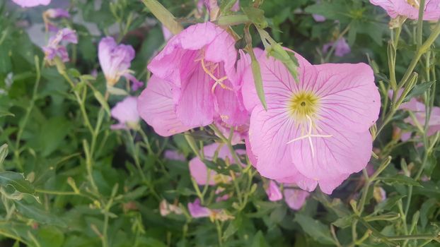 Close up view of several pink flowers with pink petals in spring season. A flower background for text and love messages