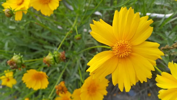 Closeup view of lovely yellow flower against a green leaves blurred background. This flower is found in South Korea.