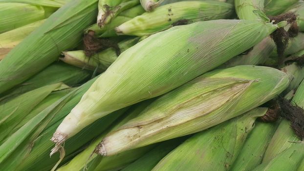 Closeup view of pile of corncob surrounded with green leaves. A pile of green corncob placed in market for sale. Corncob background for advertisements and texts.