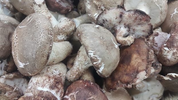 Closeup view of big pile of fresh harvested mushrooms. Food background of mushrooms in market for sale. A Vegetables background