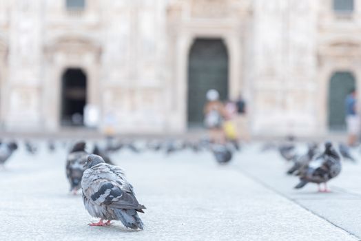 Pigeon laying on the paving of the Milan Cathedral square in Italy, street photography