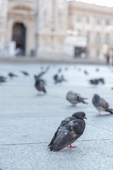 Pigeon laying on the paving of the Milan Cathedral square in Italy, street photography