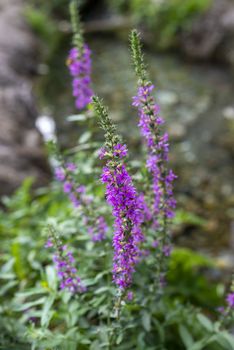 Selciarella plant with purple flowers water plant