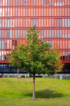 A green tree in front of a red office building facade