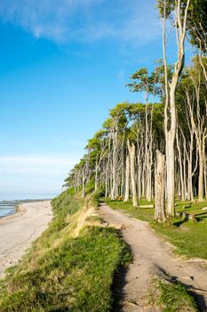 Beech trees and the beach at the Baltic Sea
