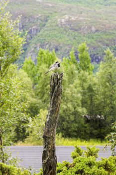 Small gray songbird wagtail on wood log in Hemsedal, Norway.