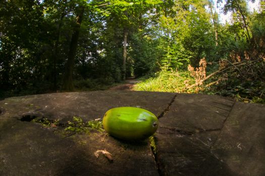 Acorn in forrest shot with a fish eye lenses