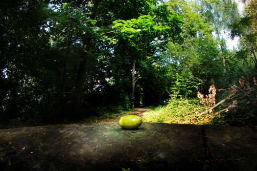 Acorn in forrest shot with a fish eye lenses