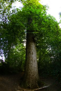 Tree and Tree trunk hot with fish eye