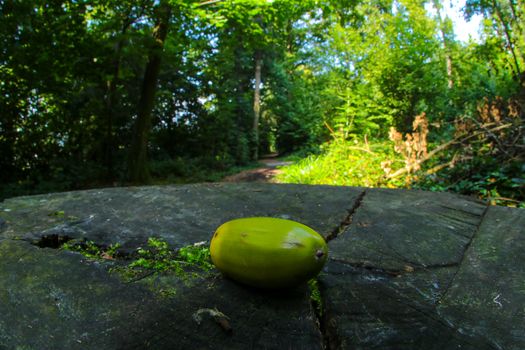 Acorn in forrest shot with a fish eye lenses