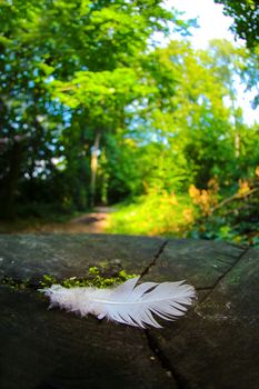 Feather on ground in a green forrest area