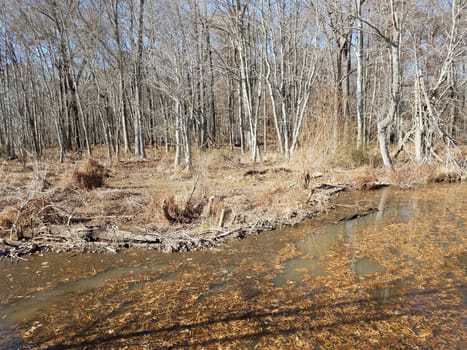 pond water with leaves and brown grass and trees