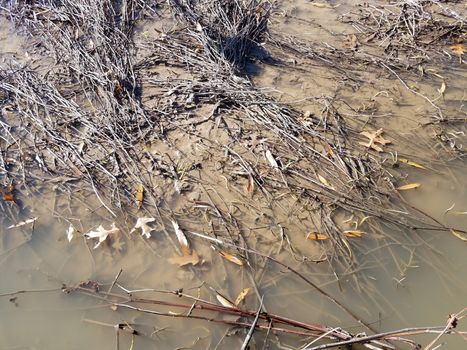 water with dead plants and mud in lake or pond or wetland