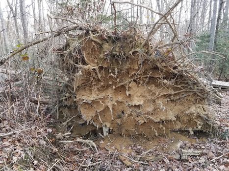 fallen tree with roots and dirt and wood trail in forest or woods