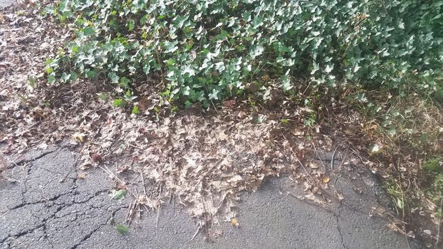 dead brown ivy from weed killer and green ivy on asphalt or pavement