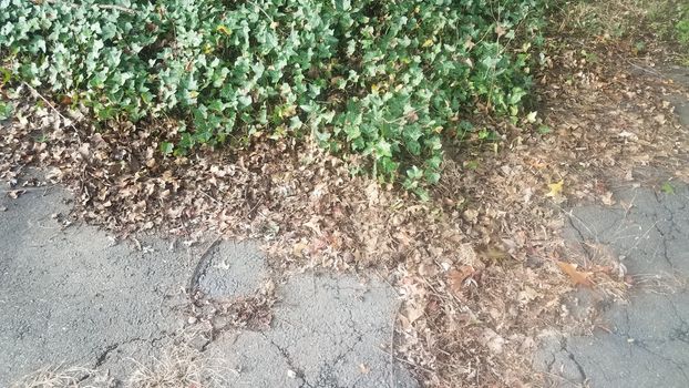 dead brown ivy from weed killer and green ivy on asphalt or pavement