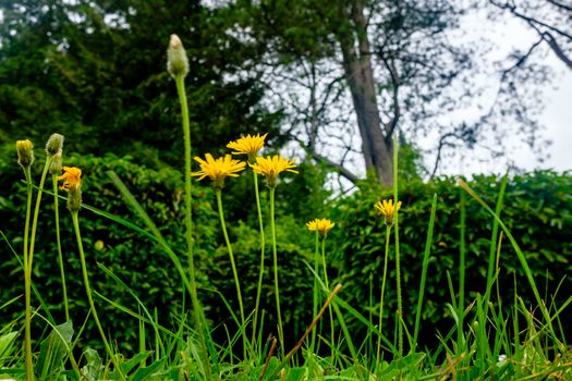 Creative view of Cat's-ear, Hypochaeris radicata, yellow flower growing in verges