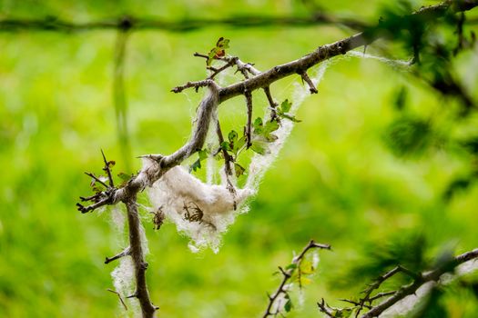 Sheep's wool caught on the branches of a shrub UK