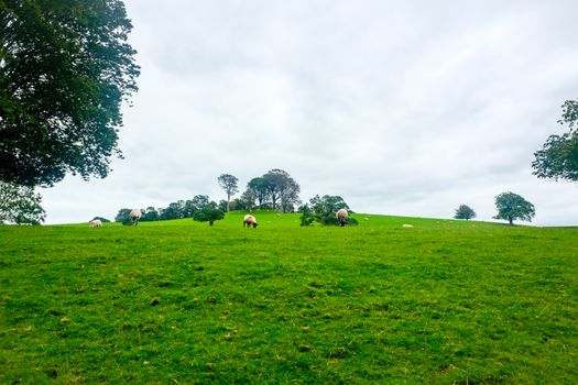 sheep grazing by the river Bela In Dallam Park, Milnthorpe, cumbria,