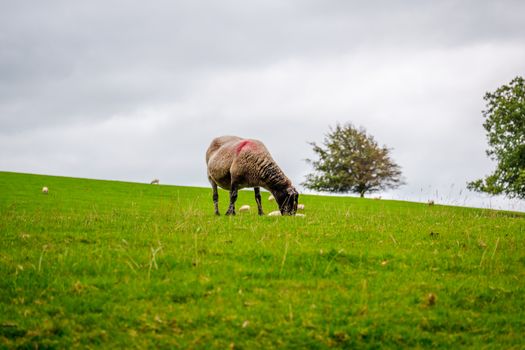 sheep grazing by the river Bela In Dallam Park, Milnthorpe, cumbria,