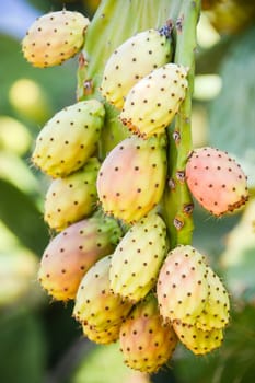 prickly pears wild fruit of sicily