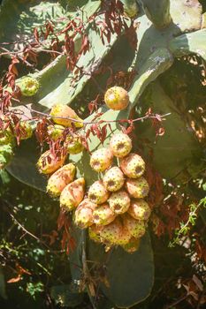 prickly pears wild fruit of sicily