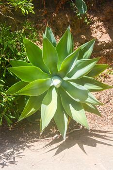 agave mediterranean plant of italy