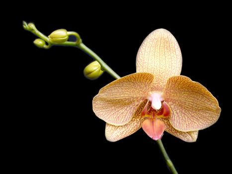 Beautiful orchid flower blossom isolated on black background