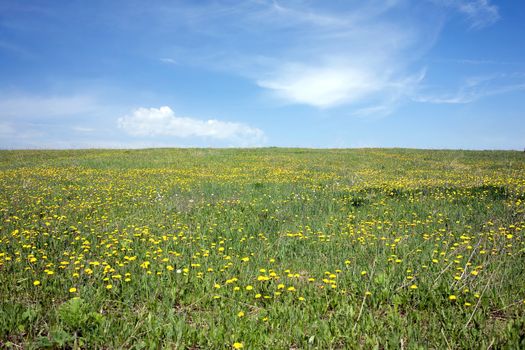 Landscape with green meadow with many yellow dandelions under beautiful sky with clouds in summer day