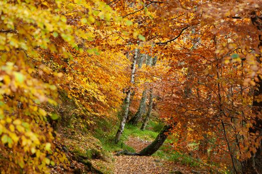 Cairngorms National Park: Path in Autumn forest full of different colors, Kincraig, Scotland, UK