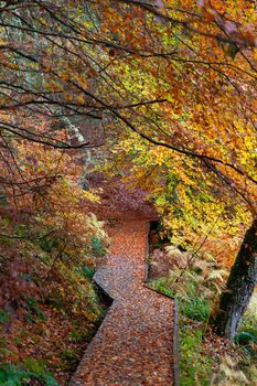 Cairngorms National Park: Path in Autumn forest full of different colors, Kincraig, Scotland, UK