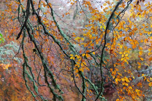 Cairngorms National Park: Path in Autumn forest full of different colors, Kincraig, Scotland, UK