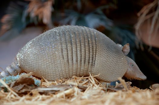Armadillo searching for food at night