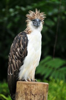 The Philippine Eagle is also known as a monkey-eating eagle, an endangered species in Davao, Philippines