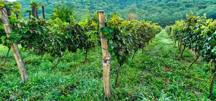 Lopota vineyard close to Napareuli in wine region of Georgia, Kakheti in sunny day