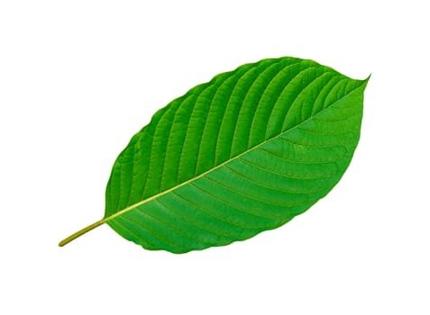 Tropical green leaf isolated on white background, Cottage leaves, Leaf from natural tropical forest