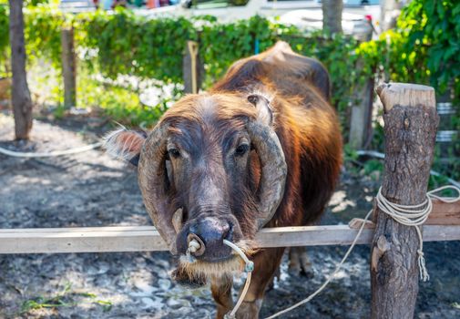 Thailand buffalo, due to heavy use, in the show, to cost tourists the money to visit, which is one of the animal tortures in this country.