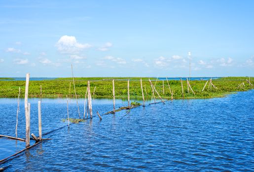 Image of the freshwater lake, which is an important place, where the villagers make a living, and also an important tourist attraction, of Phatthalung Province, in Thailand.